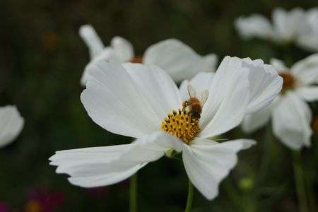 念願のコスモス