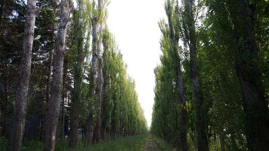 初夏のポプラ並木