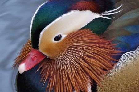 オシドリが近くに来た！