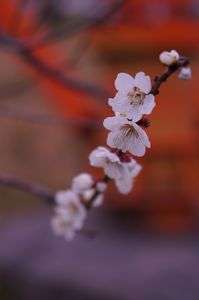 もう春ですね～