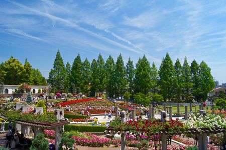 兵庫県伊丹市荒牧バラ公園