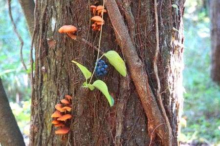 秋みつけたー２