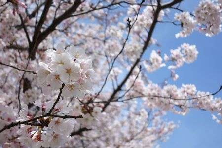 桜と青空