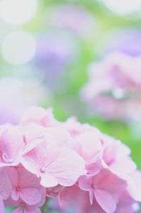 華やかに…紫陽花