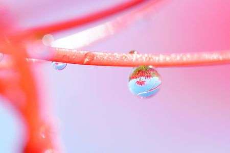 彼岸花を閉じ込め