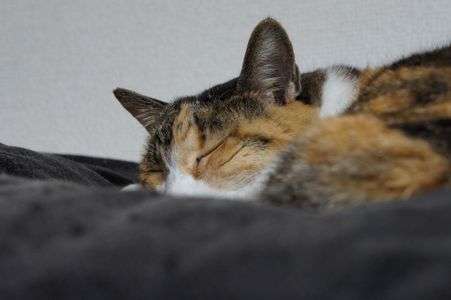 気持ちよさそうすぎて――