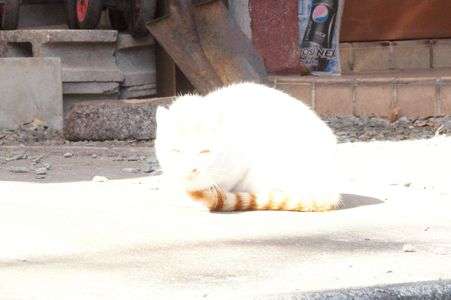 ゴマちゃん？！