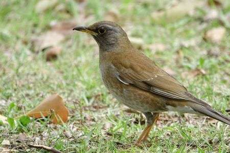 シロハラさん？