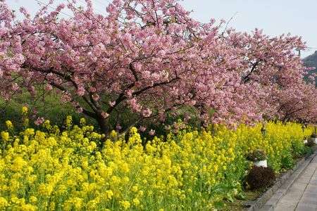 ピンクと、きいろ