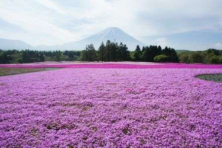 ピンクのじゅうたん