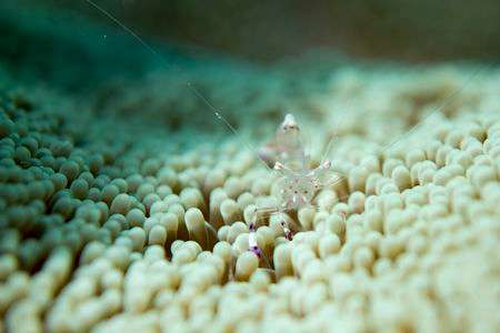 アカホシカクレエビ