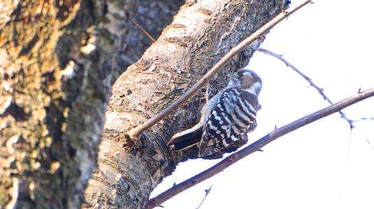 「音で居場所を教えてくれる」
