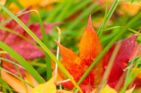 紅葉三景　その２