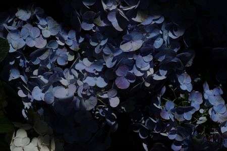 hortensia florentins