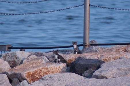 水辺に生きる。
