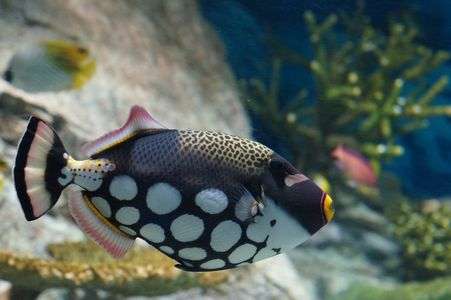 モンガラカワハギ