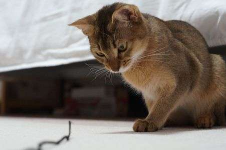 靴紐　ｖｓ・・・