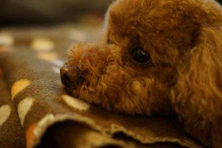 美味しいパンケーキのお店の・・・。