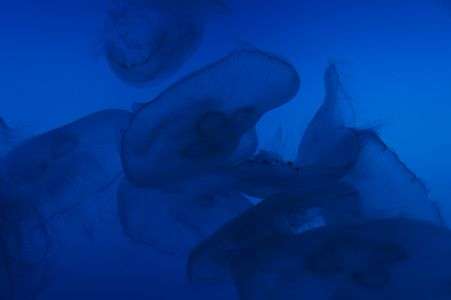 いとしのミズクラゲ