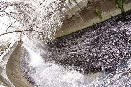桜流し