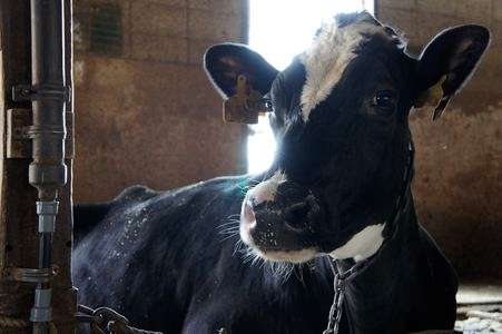 服部牧場 [ウシ編]