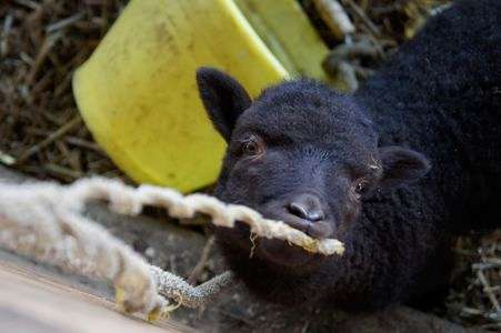 服部牧場 [その他動物編]