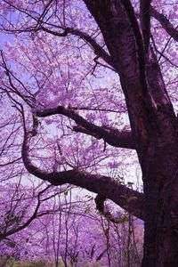 桜満開
