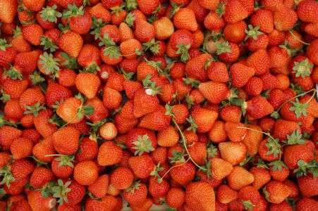 いちご狩りに行きました