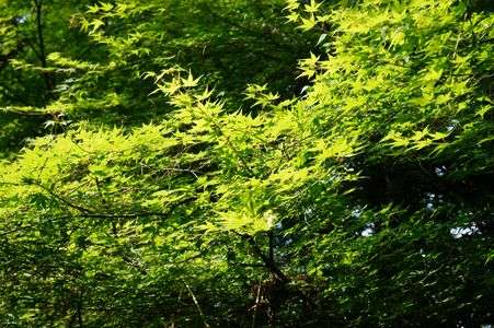 新緑の季節
