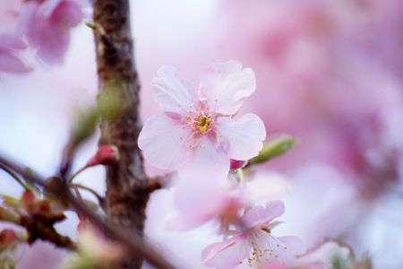 春が訪れはじめました