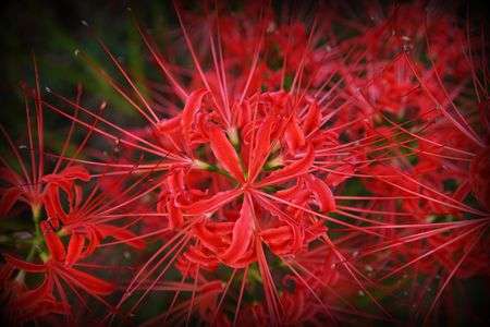 彼岸花（曼珠沙華）