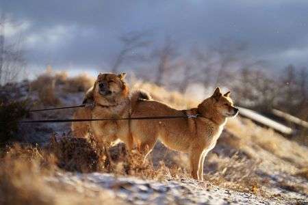 寒波が来る#生きもの_ペット#