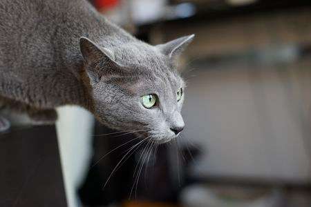 α７+Planar1.4/50で撮影しました