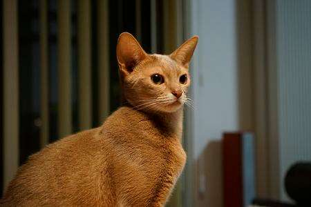 planar50/1.4とキットレンズの比較２