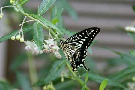花蜜に誘われて