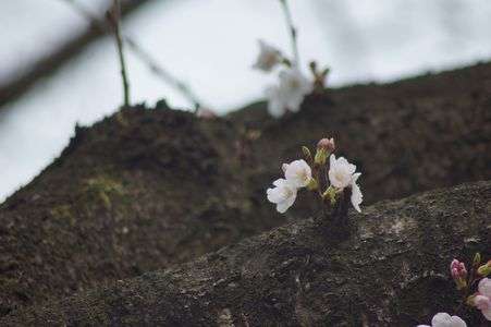 もう少しで満開