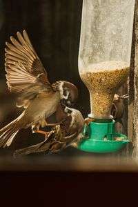 スズメの争奪戦