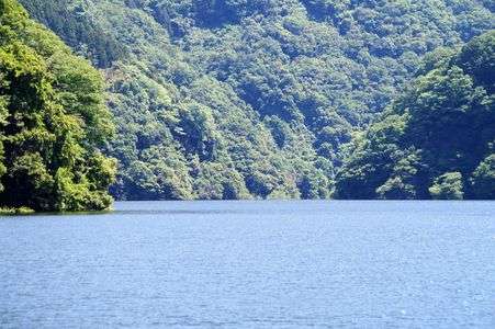 沼本ダム湖にある小池に蓮の花が咲く