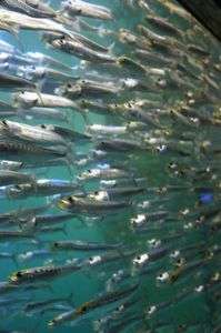 いわしの大群！！いいだし出てそう～