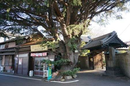 谷中のヒマラヤスギ