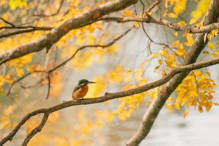黄葉とカワセミ