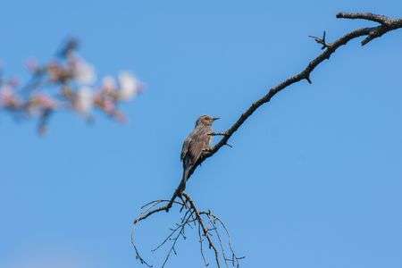 青空とヒヨドリ