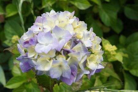 マクロの世界。あじさい