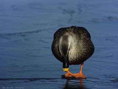 本年もよろしくお願いします