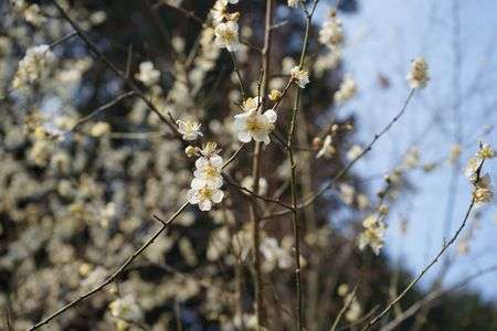 梅裂きました！！
