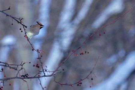 ヒレンジャク飛ぶ！