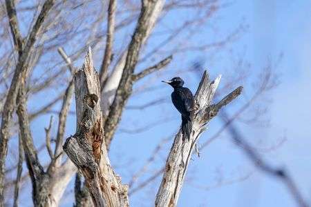 北の大地の天然記念物