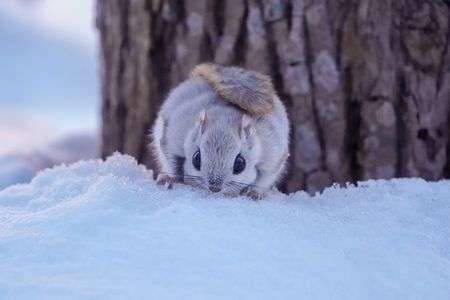 雪舐めモモちゃん
