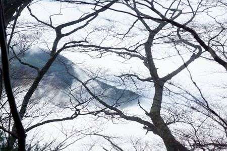 樹間の雲海
