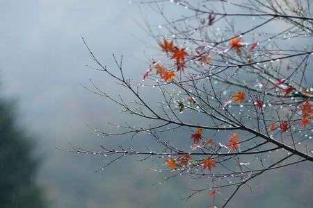 晩秋の安居渓谷